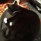 Picture of cat lost at Sartrouville