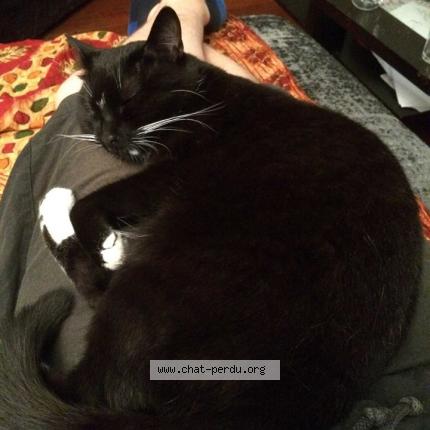 Photo 1/1 Calypso Chat lost in Sartrouville