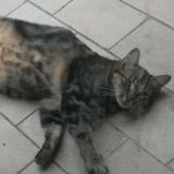Picture of cat lost at Wattignies