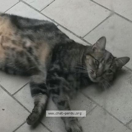 Photo 1/1 Nugget&rsquo;s Chat lost in Wattignies