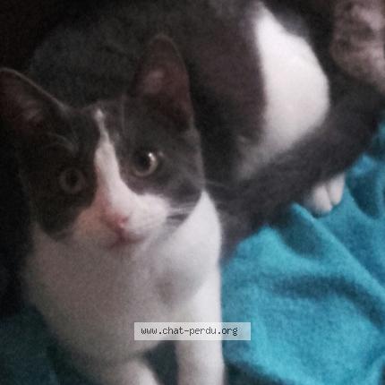 Photo 2/2 Kiki Chat lost in Abzac