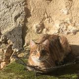 Picture of cat lost at Celles