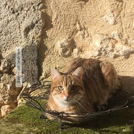 Photo 1/1 BOULI Chat lost in Celles