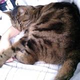 Picture of cat lost at Arcueil