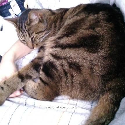 Photo 1/1 Tigro Chat lost in Arcueil