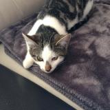 Picture of cat lost at Crisse