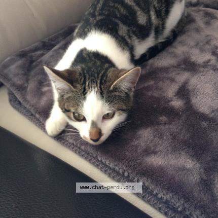 Photo 1/1 BANDIT Chat lost in Crisse