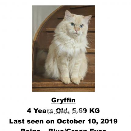 lost cat scarborough
