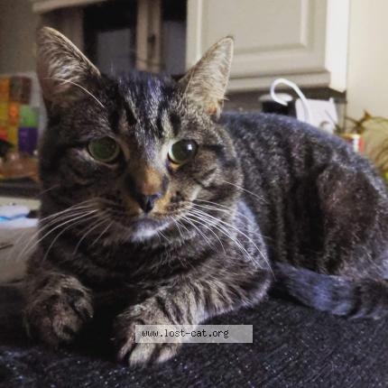 Photo 1/1 Bear Chat lost in Hertford heath