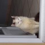 Picture of cat lost at Saint Just Saint Rambert