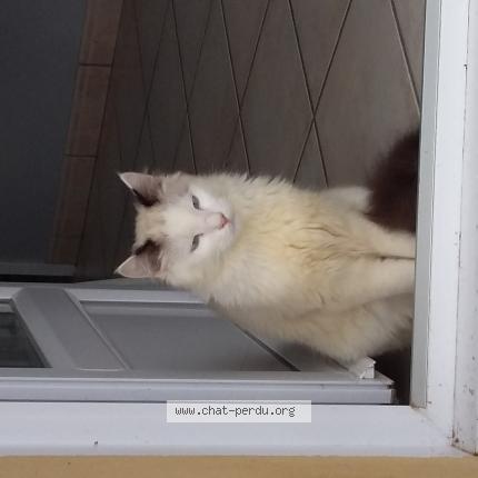 Photo 1/1 Mus Chat lost in Saint just saint rambert