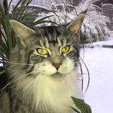 Picture of cat lost at Chaville