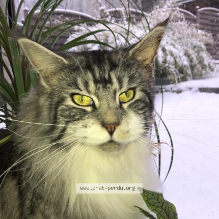 Photo 1/1 Nera Chat lost in Chaville