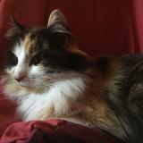 Picture of cat lost at Poitiers