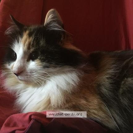 Photo 1/1 Lazy Chat lost in Poitiers