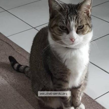 Photo 1/1 Kayla Chat lost in Pessac