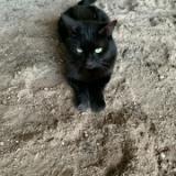 Picture of cat lost at Hauterive