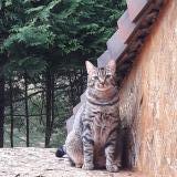 Picture of cat lost at Laurie