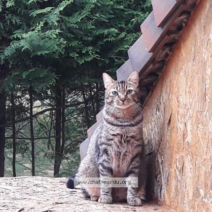 Photo 1/1 Micha Chat lost in Laurie