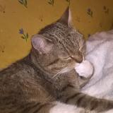 Picture of cat lost at Steenwerck