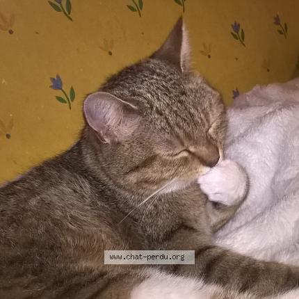 Photo 1/1 news Chat lost in Steenwerck