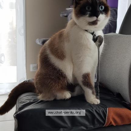 Photo 1/1 Mystique Chat lost in Villers les nancy