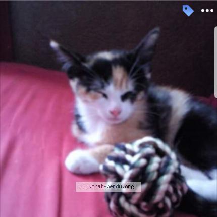 Photo 1/1 Chouquette Chat lost in Lille