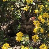 Picture of cat lost at Fuveau