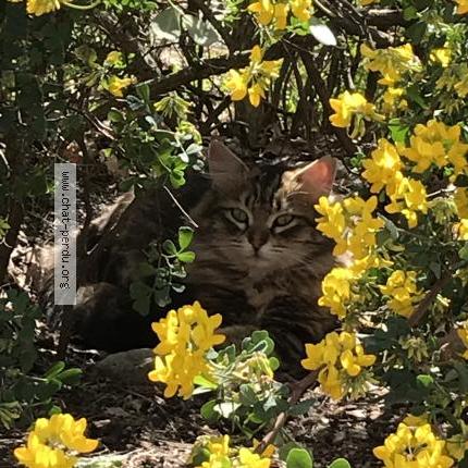 Photo 1/1 ASMAR Chat lost in Fuveau