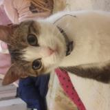 Picture of cat lost at Noyen Sur Sarthe