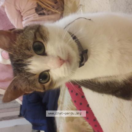 Photo 1/1 Caline Chat lost in Noyen sur sarthe