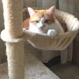 Picture of cat lost at Challans