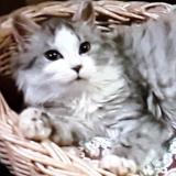 Picture of cat lost at Steenwerck