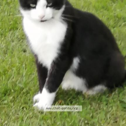 Bebe Chat Lost Cat In Salaberry De Valleyfield Lost Cat Canada