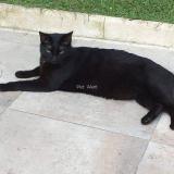 Picture of cat lost at Vergeze