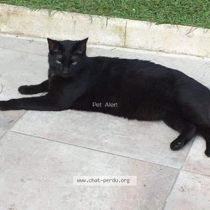 Photo 1/2 Ninou Chat lost in Vergeze