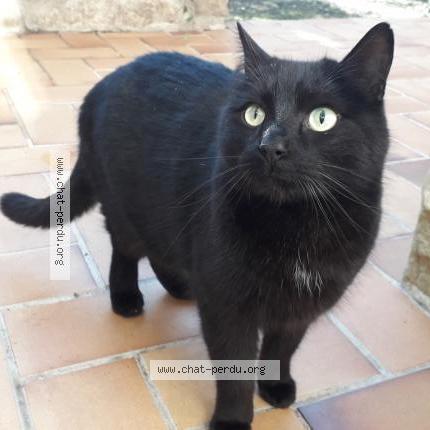 Photo 2/2 Ninou Chat lost in Vergeze