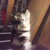 Picture of cat lost at Saint Congard