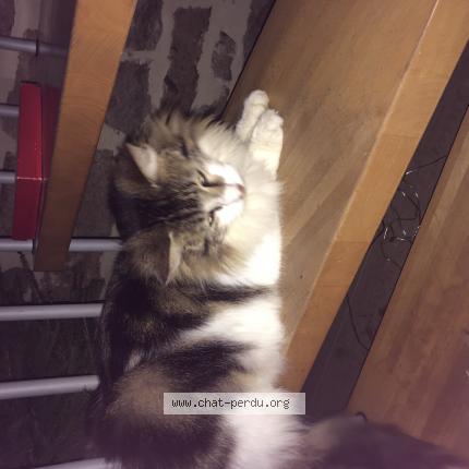 Photo 1/1 Ferdinand Chat lost in Saint congard