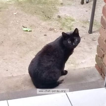 Photo 1/1 Noirette Chat lost in Bouillon