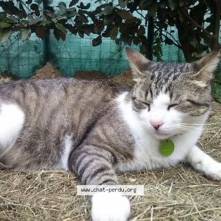 Photo 1/1 Loulou Chat lost in Villeneuve tolosane