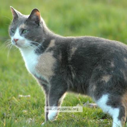 Photo 1/1 Shanghai Chat lost in Notre dame de cenilly