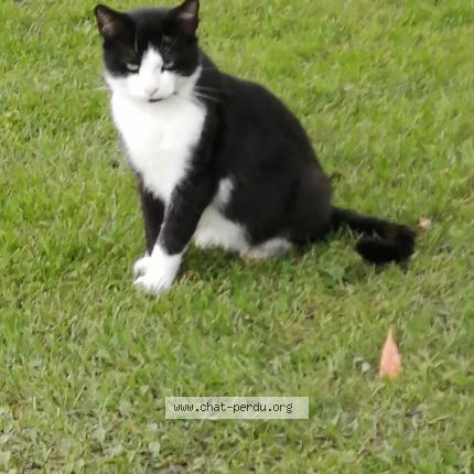 Bebe Chat Lost Cat In Salaberry De Valleyfield Lost Cat Canada Bebe Chat Lost Cat In Salaberry De Valleyfield Lost Cat Canada