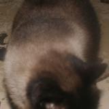 Picture of cat lost at Mimizan