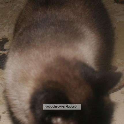 Photo 1/1 Minette Chat lost in Mimizan