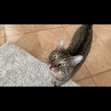 Picture of cat lost at Berlin