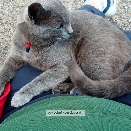 Photo 1/1 GRISOU Chat lost in Balbigny