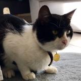 Picture of cat lost at Noisy Le Roi