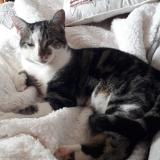 Picture of cat lost at Marguerittes