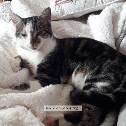 Photo 1/1 Oxo Chat lost in Marguerittes